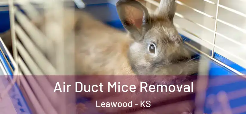  Air Duct Mice Removal Leawood - KS
